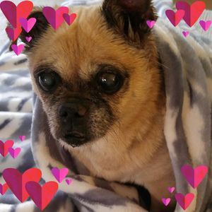 Meet your Posher, Sharon